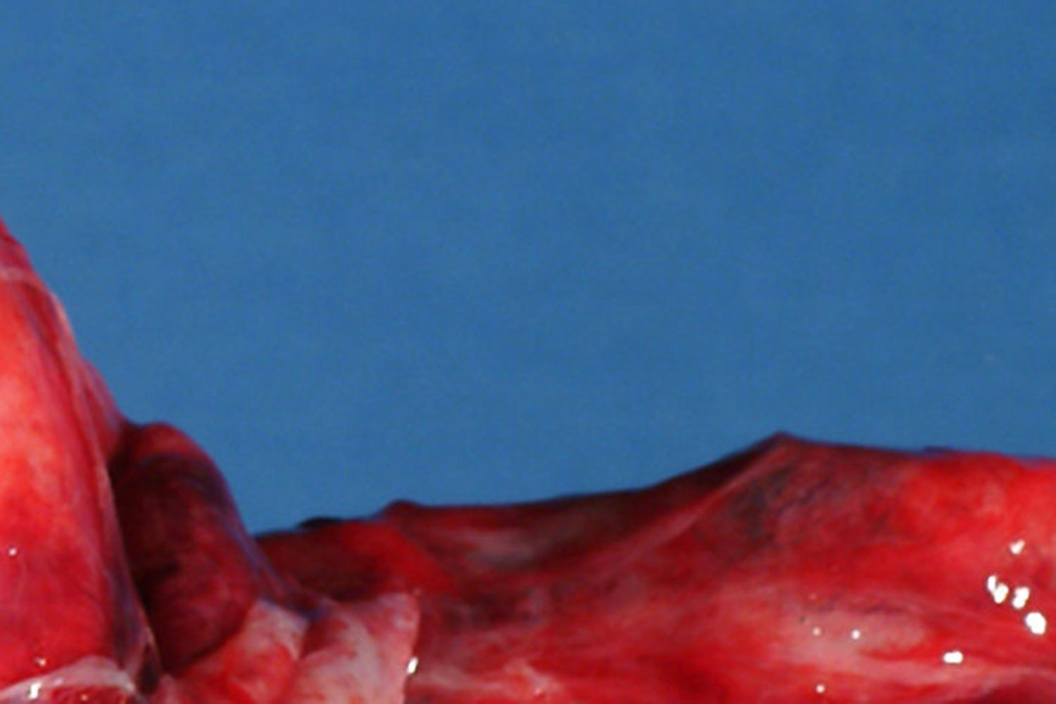 Leeds' finest eateries recommend us some new bands ahead of this weekend's Christmas Indie Banquet