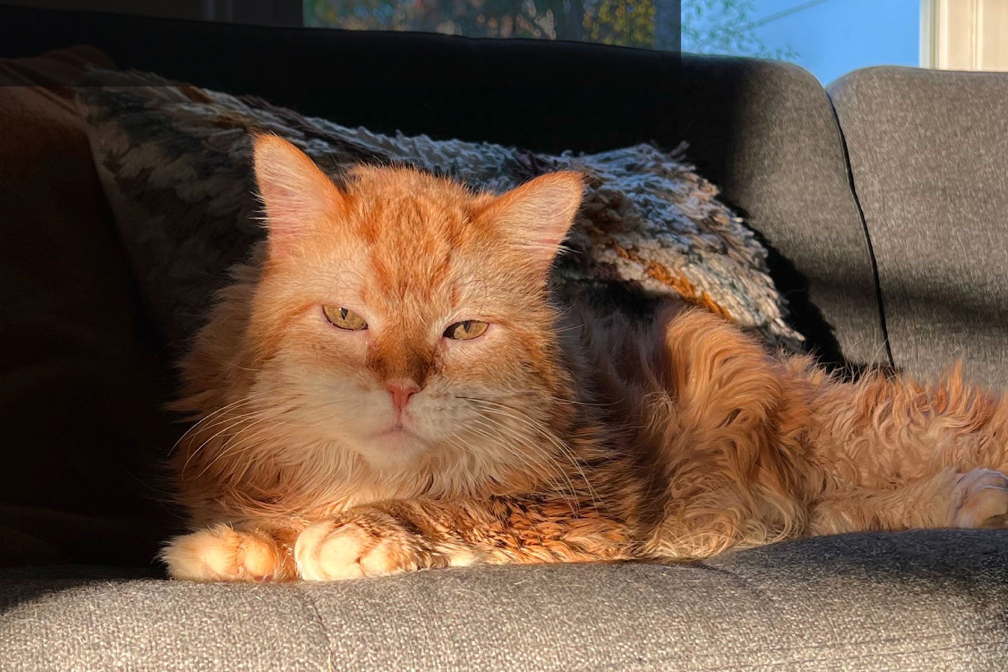 Snacks, the cat that ruled indie-rock in the 2010s, has passed away