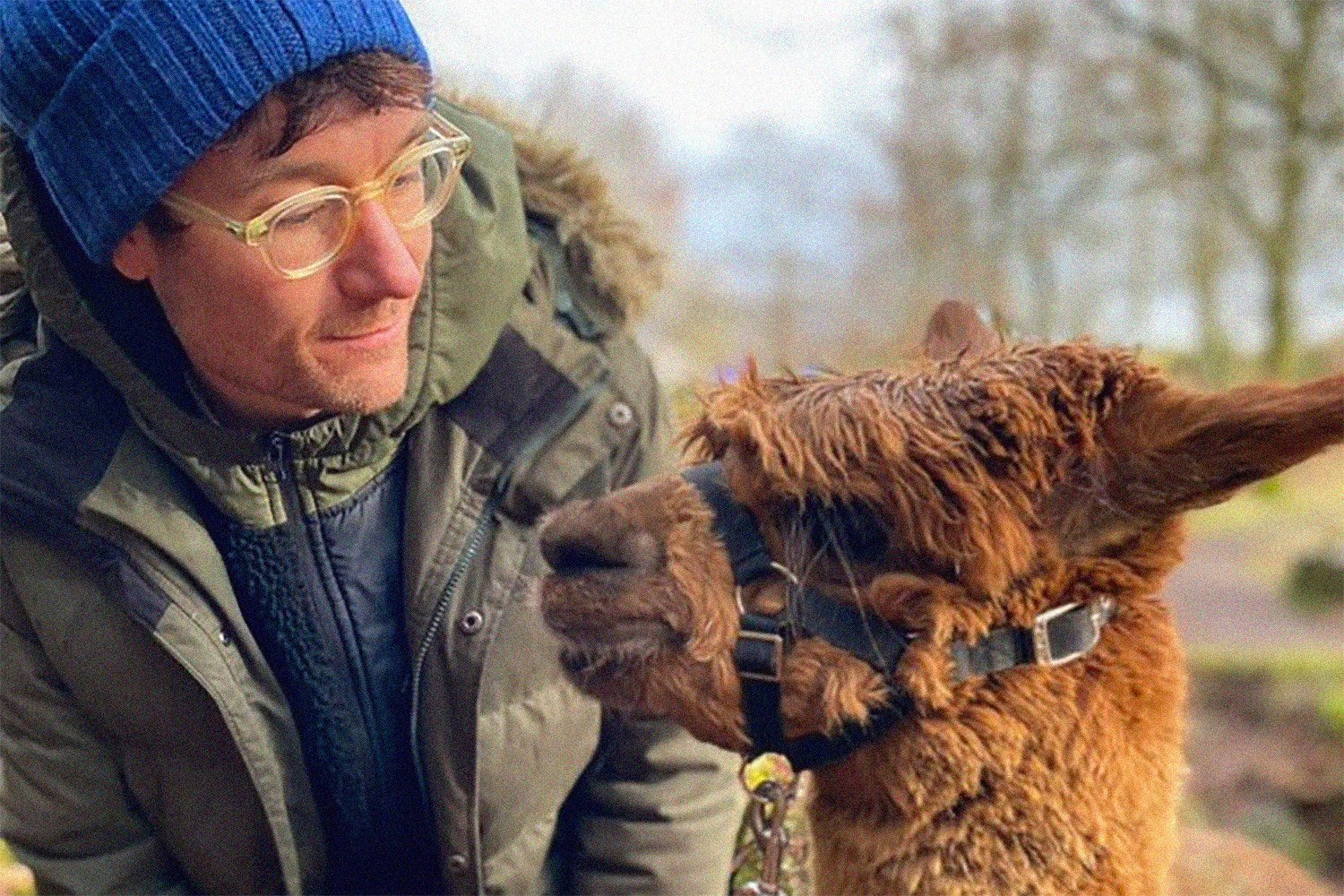 Pour a cup of coffee, take a seat, and enjoy these pictures of Bastille hanging out with a pair of alpacas